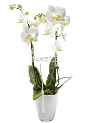 2 dall beyaz seramik beyaz orkide sakss  Gaziantep 14 ubat sevgililer gn iek 