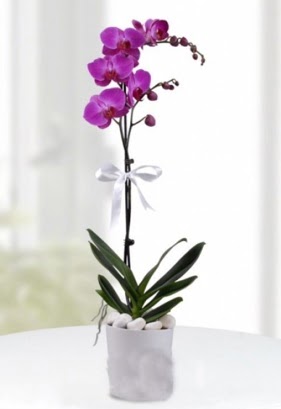 Tek dall saksda mor orkide iei  Gaziantep nternetten iek siparii 