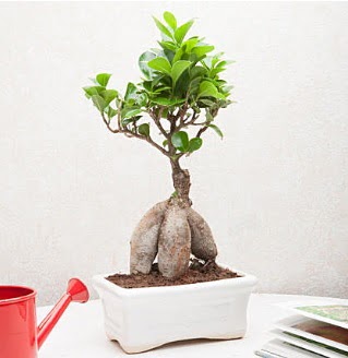 Exotic Ficus Bonsai ginseng  Gaziantep internetten iek sat 