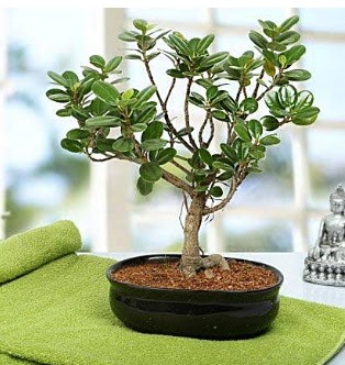 Lovely Ficus Iceland Bonsai  Gaziantep hediye iek yolla 