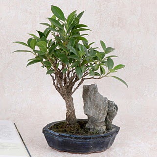 Japon aac Evergreen Ficus Bonsai  Gaziantep 14 ubat sevgililer gn iek 