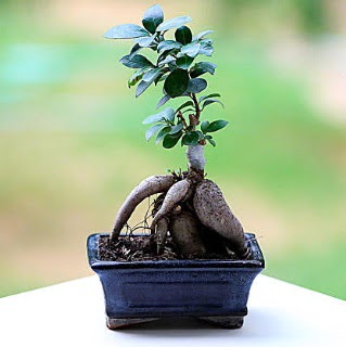Marvellous Ficus Microcarpa ginseng bonsai  Gaziantep iek yolla 