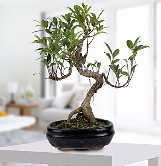 Gorgeous Ficus S shaped japon bonsai  Gaziantep online iek gnderme sipari 