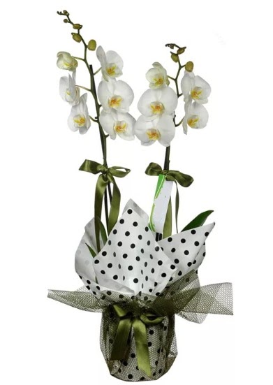 ift Dall Beyaz Orkide  Gaziantep ucuz iek gnder 