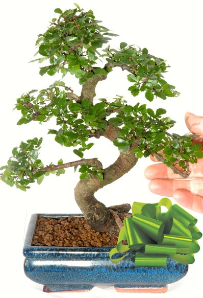 Yaklak 25 cm boyutlarnda S bonsai  Gaziantep online ieki , iek siparii 