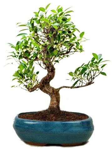 25 cm ile 30 cm aralnda Ficus S bonsai  Gaziantep 14 ubat sevgililer gn iek 