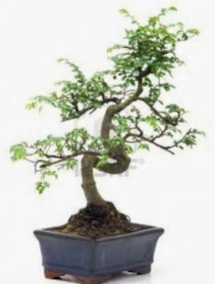S gvde bonsai minyatr aa japon aac  Gaziantep iek servisi , ieki adresleri 