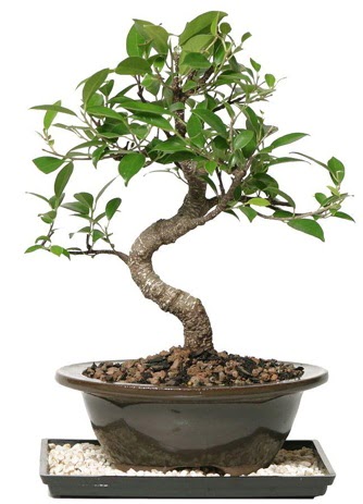 Altn kalite Ficus S bonsai  Gaziantep iek online iek siparii  Sper Kalite