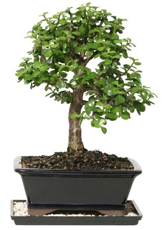 15 cm civar Zerkova bonsai bitkisi  Gaziantep online ieki , iek siparii 