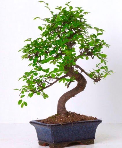 S gvdeli bonsai minyatr aa japon aac  Gaziantep 14 ubat sevgililer gn iek 