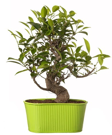 Ficus S gvdeli muhteem bonsai  Gaziantep online ieki , iek siparii 
