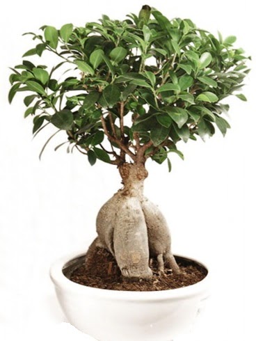 Ginseng bonsai japon aac ficus ginseng  Gaziantep uluslararas iek gnderme 