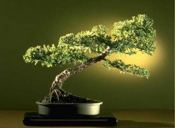 ithal bonsai saksi iegi  Gaziantep yurtii ve yurtd iek siparii 