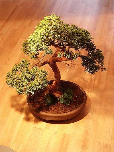 ithal bonsai saksi iegi  Gaziantep iekiler 