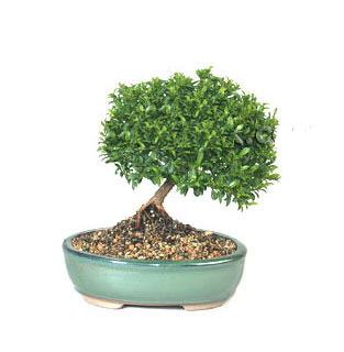 ithal bonsai saksi iegi  Gaziantep iek sat 