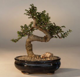 ithal bonsai saksi iegi  Gaziantep ucuz iek gnder 