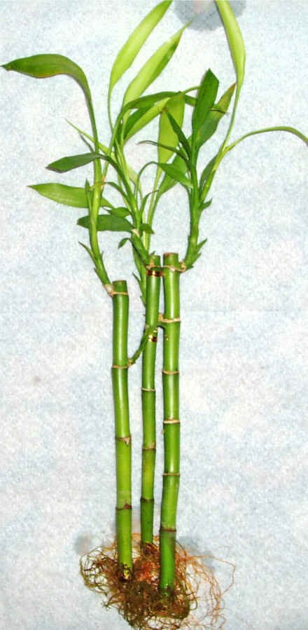 Lucky Bamboo 3 adet vazo hediye edilir   Gaziantep ieki telefonlar 