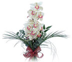  Gaziantep online ieki , iek siparii  Dal orkide ithal iyi kalite