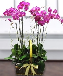 7 dall mor lila orkide  Gaziantep 14 ubat sevgililer gn iek 