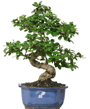 21 ile 25 cm aras zel S bonsai japon aac  Gaziantep iek online iek siparii 
